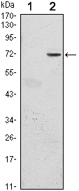 GFI1 Antibody - Western blot using GFI1 monoclonal antibody against HEK293 (1) and GFI1(AA: 2-250)-hIgGFc transfected HEK293 (2) cell lysate.