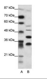 GFI1 Antibody - A: Marker, B: HepG2 Cell Lysate.  This image was taken for the unconjugated form of this product. Other forms have not been tested.