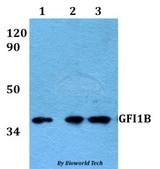 GFI1B Antibody - Western blot of GFI1B antibody at 1:500 dilution. Lane 1: HEK293T whole cell lysate. Lane 2: sp2/0 whole cell lysate. Lane 3: H9C2 whole cell lysate.