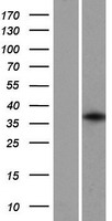GFI1B Protein - Western validation with an anti-DDK antibody * L: Control HEK293 lysate R: Over-expression lysate