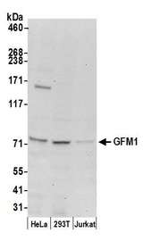 GFM1 Antibody - Detection of human GFM1 by western blot. Samples: Whole cell lysate (50 µg) from HeLa, HEK293T, and Jurkat cells prepared using NETN lysis buffer. Antibody: Affinity purified rabbit anti-GFM1 antibody used for WB at 0.4 µg/ml. Detection: Chemiluminescence with an exposure time of 30 seconds.