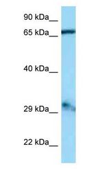 GFM1 Antibody - GFM1 antibody Western Blot of Mouse Heart.  This image was taken for the unconjugated form of this product. Other forms have not been tested.