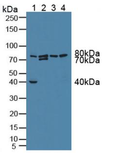 GFM1 Antibody - Western Blot; Sample: Lane1: Mouse Kidney Tissue; Lane2: Mouse Heart Tissue; Lane3: Mouse Placenta Tissue; Lane4: Mouse Intestine Tissue.