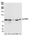 GFM1 Antibody - Detection of human and mouse GFM1 by western blot. Samples: Whole cell lysate (50 µg) from HeLa, HEK293T, Jurkat, mouse TCMK-1, and mouse NIH 3T3 cells prepared using NETN lysis buffer. Antibody: Affinity purified rabbit anti-GFM1 antibody used for WB at 0.1 µg/ml. Detection: Chemiluminescence with an exposure time of 30 seconds.