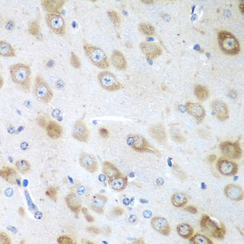 GFM1 Antibody - Immunohistochemistry of paraffin-embedded mouse brain tissue.