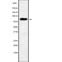 GFM1 Antibody - Western blot analysis GFM1 using Jurkat whole cells lysates