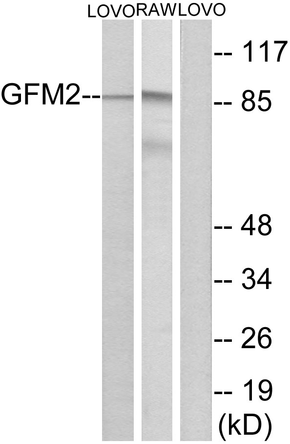 GFM2 Antibody - Western blot analysis of lysates from LOVO and RAW264.7 cells, using GFM2 Antibody. The lane on the right is blocked with the synthesized peptide.