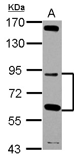 GFM2 Antibody - Sample (30 ug of whole cell lysate) A: HepG2 7.5% SDS PAGE GFM2 antibody diluted at 1:1000