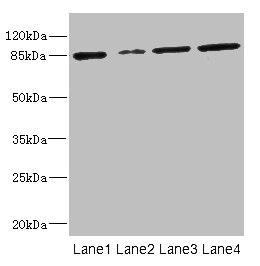 GFM2 Antibody - Western blot All Lanes: GFM2 antibody at 3.24ug/ml Lane 1: A549 whole cell lysate Lane 2: MCF7 whole cell lysate Lane 3: Jurkat whole cell lysate Lane 4: 293T whole cell lysate Secondary Goat polyclonal to rabbit IgG at 1/10000 dilution Predicted band size: 87,82,68,58 kDa Observed band size: 87 kDa