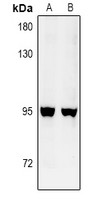 GFM2 Antibody - Western blot analysis of GFM2 expression in Hela (A), PC12 (B) whole cell lysates.