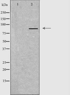 GFM2 Antibody - Western blot analysis of extracts of LOVO cells using GFM2 antibody.