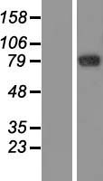 GFM2 Protein - Western validation with an anti-DDK antibody * L: Control HEK293 lysate R: Over-expression lysate