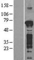 GFOD1 Protein - Western validation with an anti-DDK antibody * L: Control HEK293 lysate R: Over-expression lysate