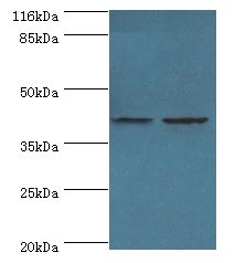 GFOD2 Antibody - Western blot. All lanes: GFOD2 antibody at 2 ug/ml Lane 1:K562 whole cell lysate. Lane 2: HeLa whole cell lysate. Secondary antibody: Goat polyclonal to rabbit at 1:10000 dilution. Predicted band size: 42 kDa. Observed band size: 42 kDa.  This image was taken for the unconjugated form of this product. Other forms have not been tested.
