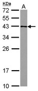 GFOD2 Antibody - Sample (30 ug of whole cell lysate) A: HeLa 12% SDS PAGE GFOD2 antibody diluted at 1:1000