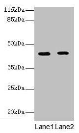 GFOD2 Antibody - Western blot All lanes: GFOD2 antibody at 2µg/ml Lane 1: K562 whole cell lysate Lane 2: Hela whole cell lysate Secondary Goat polyclonal to rabbit IgG at 1/10000 dilution Predicted band size: 43, 31, 13 kDa Observed band size: 43 kDa