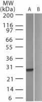 GFP Antibody - Western blot of GFP in 20 ugs of A) transfected HeLa cells and B) untransfected HeLa cells using GFP Antibody at 0.5 ug/ml.