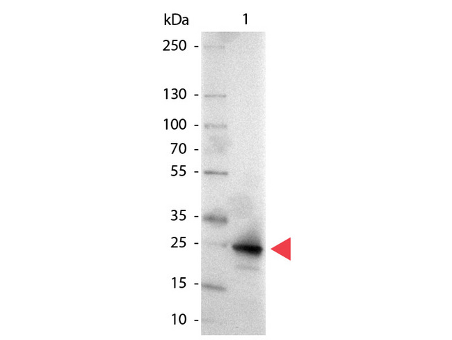 GFP Antibody - Western Blot of Alkaline Phosphatase conjugated Goat anti-GFP antibody. Lane 1: GFP. Lane 2: none. Load: 50 ng per lane. Primary antibody: none. Secondary antibody: Alkaline Phosphatase GFP secondary antibody at 1:1000 for 60 min at RT. Block: MB-070 for 30 min RT. Predicted/Observed size: 28 kDa for GFP. Other band(s): none. This image was taken for the unconjugated form of this product. Other forms have not been tested.