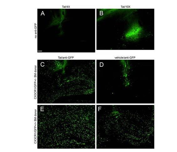 GFP Antibody - Immuno-Fluorescence of Biotin Mouse anti-GFP antibody. Biotin mouse anti GFP used 1:5000 As referenced in: