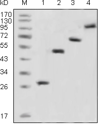 GFP Antibody - Western blot using GFP mouse monoclonal antibody against recombinant GFP fusion protein (1) and various recombinant fusion protein with GFP tag (2, 3, 4).