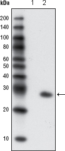 GFP Antibody - Western blot using GFP mouse monoclonal antibody against extracts from HCC827 cells, untransfected (1) and transfected with GFP(2).