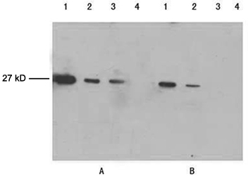 GFP Antibody - Lane 1-3: 100 ng, 25 ng, 10 ng GFP fusion protein Lane 4: Negative control Primary antibody: A. 1 ug/ml Mouse Anti-cGFP-tag Monoclonal Antibody cGFP-tag Antibody, mAb, Mouse B. 1 ug/ml Mouse Anti-cGFP-tag Monoclonal Antibody (X Company) Secondary antibody: Goat Anti-Mouse IgG (H&L) [HRP] Polyclonal Antibody