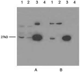 GFP Antibody - Lane 1: OFP transfecting 293 cell lysate Lane 2: EGFP transfecting 293 cell lysate Lane 3: 5 ng GFPuv protein Lane 4: Negative 293 cell lysate Primary antibody: A. 1 ug/ml Mouse Anti-cGFP-tag Monoclonal Antibody cGFP-tag Antibody, mAb, Mouse B. 1 ug/ml Mouse Anti-cGFP-tag Monoclonal Antibody (X Company) Secondary antibody: Goat Anti-Mouse IgG (H&L) [HRP] Polyclonal Antibody