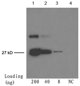 GFP Antibody - Lane 1-3: 200 ng, 40 ng, 8 ng GFP fusion protein Detection antibody: Mouse Anti-cGFP-tag Monoclonal Antibody cGFP-tag Antibody, mAb, Mouse The Western blot was performed using One-Step Western Basic Kit with 4 ug of the antibody added to 4 ml WB solution.