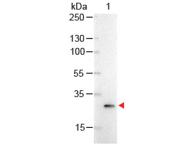 GFP Antibody - GFP Antibody Alkaline Phosphatase Conjugated Western Blot. Western Blot of Mouse anti-GFP Antibody Alkaline Phosphatase Conjugated Lane 1: GFP Load: 100 ng per lane Secondary antibody: GFP Antibody Alkaline Phosphatase Conjugated at 1:1000 for 60 min at RT Block: MB-070 for 30 min at RT Predicted/Observed size: 28 kD, 28 kD. This image was taken for the unconjugated form of this product. Other forms have not been tested.