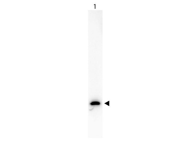 GFP Antibody - Biotin Mouse Anti-GFP Antibody - Western Blot. Western Blot showing detection of Green Fluorescent Protein. 50 ng of GFP (Lane 1) was run on a 4-20% gel and transferred to 0.45 micron nitrocellulose. After blocking with 5% Blotto (B501-0500) 30 min at 20?, Anti-GFP (MOUSE) Monoclonal Antibody Biotin Conjugated Anti-GFP (MOUSE) Monoclonal Antibody Biotin Conjugated - 600-306-215 secondary antibody was used at 1:5000 in Blocking Buffer for Fluorescent Western Blot (p/n MB-070). HRP Streptavidin (p/n S000-03) was used at 1:40000 in MB-070 for 30 min at 20? and imaged using the Bio-Rad VersaDoc 4000 MP. Arrow indicates correct 28 kD molecular weight position expected for GFP. This image was taken for the unconjugated form of this product. Other forms have not been tested.