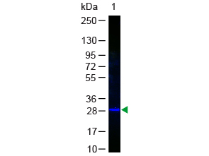 GFP Antibody - GFP Antibody Fluorescein Conjugated Western B, ot. Western Blot of GFP Antibody Fluorescein Conjugated Lane 1: GFP Load: 50 ng per lane Secondary antibody: Fluorescein Conjugated Mouse Anti-GFP at 1:1000 for 60 min at RT Block: 1% BSA-TTBS for 30 min at RT Predicted/Observed size: 28 kD, 28 kD. This image was taken for the unconjugated form of this product. Other forms have not been tested.