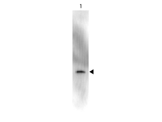 GFP Antibody - Peroxidase - Western Blot. Western Blot showing detection of Green Fluorescent Protein (GFP). 50 ng of GFP (Lane 1) was run on a 4-20% gel and transferred to 0.45 micron nitrocellulose. After blocking with 1% BSA-TTBS (MB-013, diluted to 1X) 30 min at 20?, Anti-GFP (MOUSE) Monoclonal Antibody Peroxidase Conjugate Anti-GFP (MOUSE) Monoclonal Antibody Peroxidase Conjugate - 600-303-215 secondary antibody was used at 1:1000 in Blocking Buffer for Fluorescent Western Blot (p/n MB-070) and imaged using the Bio-Rad VersaDoc 4000 MP. Arrow indicates correct 28 kD molecular weight position expected for GFP. This image was taken for the unconjugated form of this product. Other forms have not been tested.