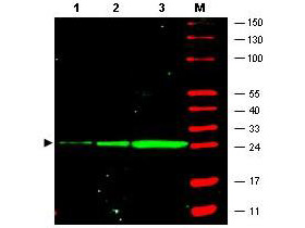 GFP Antibody - Anti-GFP Antibody - Western Blot. Western blot of GFP recombinant protein detected with monoclonal anti-GFP antibody. GFP recombinant protein was expressed in HeLa cells, where 50 ng (lane 1), 100 ng (lane 2) and 500 ng (lane 3) of lysate were loaded per lane. Mab anti-GFP detects a 27 kD band corresponding to the epitope tag GFP. The cell lysates were prepared in a RIPA buffer containing 200 mM NaCl. A 4-12% Bis-Tris gradient gel (Invitrogen) was used for SDS-PAGE. The protein was transferred to nitrocellulose using standard methods. After blocking with 5% BLOTTO in PBS, the membrane was probed with the primary antibody diluted to 1.0 mg/ml for 1 h at room temperature followed by washes and reaction with a 1:2500 dilution of IRDye 800 conjugated Goat-a-Mouse IgG [H&L] MX10 (. IRDye 800 fluorescence image was captured using the Odyssey Infrared Imaging System developed by LI-COR. IRDye is a trademark of LI-COR, Inc. Other detection systems will yield similar results.