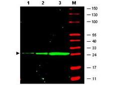 GFP Antibody - Anti-GFP Antibody - Western Blot. Western blot of GFP recombinant protein detected with monoclonal anti-GFP antibody. GFP recombinant protein was expressed in HeLa cells, where 50 ng (lane 1), 100 ng (lane 2) and 500 ng (lane 3) of lysate were loaded per lane. Mab anti-GFP detects a 27 kD band corresponding to the epitope tag GFP. The cell lysates were prepared in a RIPA buffer containing 200 mM NaCl. A 4-12% Bis-Tris gradient gel (Invitrogen) was used for SDS-PAGE. The protein was transferred to nitrocellulose using standard methods. After blocking with 5% BLOTTO in PBS, the membrane was probed with the primary antibody diluted to 1.0 mg/ml for 1 h at room temperature followed by washes and reaction with a 1:2500 dilution of IRDye 800 conjugated Goat-a-Mouse IgG [H&L] MX10 (. IRDye 800 fluorescence image was captured using the Odyssey Infrared Imaging System developed by LI-COR. IRDye is a trademark of LI-COR, Inc. Other detection systems will yield similar results.