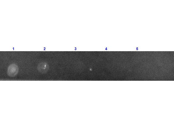 GFP Antibody - Dot Blot results of Mouse Anti-GFP Antibody Texas Red™ Conjugated. Dots are GFP at (1) 100ng, (2) 33.3ng, (3) 11.1ng, (4) 3.70ng, (5) 1.23ng. Primary Antibody: none. Secondary Antibody: Mouse Anti-GFP Antibody Texas Red™ at 1µg/mL for 1hr at RT.