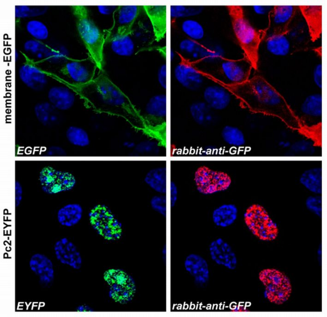 GFP Antibody - Confocal microscopy images of COS-7 cells transfected with expression constructs encoding membrane-tethered EGFP (membrane-EGFP; top) or nuclear Polycomb 2-EYFP fusion protein (Pc2-EYFP; bottom).  The natural fluorescence of the produced proteins is shown in the green channel (left), polyclonal anti-GFP antibody signal was detected in the red channel (right). The system was carefully tested for overlap of these two optical channels and images were scanned separately in sequential scanning mode. The blue nuclear stain is also shown.