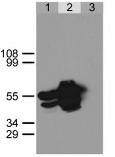 GFP Antibody - Immunoprecipitation of GFP-NLS from HEK293 cells using anti-GFP antibody.  HEK293 cells were transfected with expression construct encoding GFP-NLS protein. Twenty hours post transfection cells were lysed in non-denaturating conditions (Lysis buffer: 20 mM Tris, pH 7.5, 100 mM NaCl, 0.5% Triton X-100, inhibitors of proteases). Aliquots of cell lysate were immunoprecipitated using a polyclonal anti-GFP antibody (lane 2) or a pre-immune rabbit serum (lane 3). Immunoprecipitates together with a sample of the cell lysate (lane 1) were separated on SDS-PAGE polyacrylamide gel and immunoblotted with the anti-GFP antibody. The positions of molecular weight markers in kDa are indicated at the left.