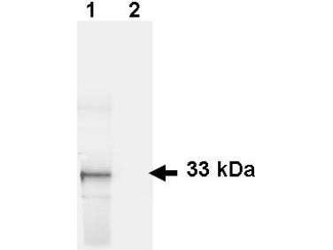 GFP Antibody - Anti-GFP Antibody - Western Blot. Western blot of GFP recombinant protein detected with polyclonal anti-GFP antibody. Lane 1 shows detection of a 33 kD band corresponding to a GFP containing recombinant protein (arrowhead) expressed in HeLa cells. Lane 2 shows no staining of a mock transfected HeLa cell lysate. A 4-12% Bis-Tris gradient gel was used for SDS-PAGE. The protein was transferred to nitrocellulose using standard methods. After blocking the membrane was probed with the primary antibody diluted to 1 ug/ml for 1 h at room temperature followed by washes and reaction with a 1:2500 dilution of IRDye 800 conjugated Donkey-a-Goat IgG [H&L] MX7 (. The IRDye 800 fluorescence image was captured using the Odyssey Infrared Imaging System developed by LI-COR. IRDye is a trademark of LI-COR, Inc. Other detection systems will yield similar results. This image was taken for the unconjugated form of this product. Other forms have not been tested.
