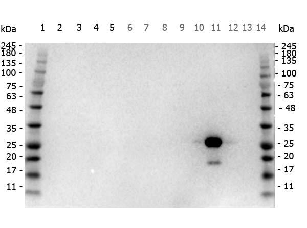 GFP Antibody - Western Blot of Goat anti-GFP antibody Peroxidase conjugated. Marker: Opal Pre-stained ladder  Lane 2: HEK293 lysate  Lane 3: HeLa Lysate  Lane 4: CHO/K1 Lysate  Lane 5: C2C12 Lysate. Lane 6: NIH/3T3 Lysate  Lane 7: Mouse Embryonic Fibroblast Lysate  Lane 8: E-coli HCP Control  Lane 9: 2 Epitope MBP Tag Marker Lysate  Lane 10: Recombinant Red Fluorescent Protein  Lane 11: Green Fluorescent Protein  Lane 12: Glutathione-S-Transferase Protein. Lane 13: Maltose Binding Protein  Marker: Opal Pre-stained ladder Load: 10 µg of lysate or 50ng of purified protein per lane. Primary antibody: goat anti-GFP peroxidase conjugated antibody at 1:1,000 overnight at 4C. Secondary antibody: none