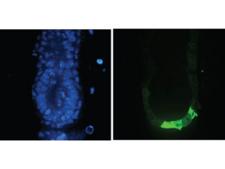 GFP Antibody - Immunofluorescence Microscopy of Anti-GFP (GOAT) Antibody. Tissue: E5.5 Hex-GFP transgenic mouse embryo. Primary antibody: Goat anti-GFP was used at 1:500 dilution. Secondary antibody: Fluorchrome conjugated Anti-goat IgG secondary antibody at 1:10,000 for 45 min at RT. Staining: GFP as green fluorescent signal with DAPI blue counterstain.