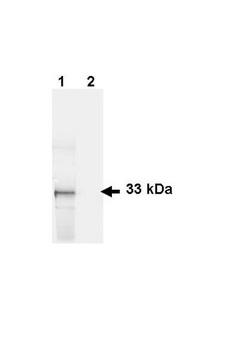 GFP Antibody - Western Blot - Anti-GFP Antibody. Western blot of GFP recombinant protein detected with polyclonal anti-GFP antibody. Lane 1 shows detection of a 33 kD band corresponding to a GFP containing recombinant protein (arrowhead) expressed in HeLa cells. Lane 2 shows no staining of a mock transfected HeLa cell lysate. A 4-12% Bis-Tris gradient gel was used for SDS-PAGE. The protein was transferred to nitrocellulose using standard methods. After blocking the membrane was probed with the primary antibody diluted to 1 ug/ml for 1 h at room temperature followed by washes and reaction with a 1:2500 dilution of IRDye 800 conjugated Donkey-a-Goat IgG [H&L] MX7 (. The IRDye 800 fluorescence image was captured using the Odyssey Infrared Imaging System developed by LI-COR. IRDye is a trademark of LI-COR, Inc. Other detection systems will yield similar results.