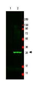 GFP Antibody - Anti-GFP Antibody - Western Blot. Western blot of GFP protein detected with polyclonal anti-GFP antibody. Lane 1 shows negative control staining of 20 ug of mouse spleen lysate. Lane 2 shows staining of mouse spleen lysate spiked with 50 ng of wt GFP. This antibody detects a 27 kD band corresponding to the GFP epitope tag commonly used in recombinant constructs. A 4-20% Tris-Glycine gradient gel was used for SDS-PAGE followed by transfer to nitrocellulose using standard methods. After blocking with 5% BSA in PBS, the membrane was probed for 2 h at room temperature with the primary antibody diluted in 5% BSA to 2 ug/ml, followed by washes and reaction with a 1:20000 dilution of IRDye800 Conjugated Affinity Purified anti-Chicken IgG [H&L] [Goat] MX10 (. The IRDye 800 fluorescence image was captured using the Odyssey Infrared Imaging System developed by LI-COR. IRDye is a trademark of LI-COR, Inc. Other detection systems will yield similar results.