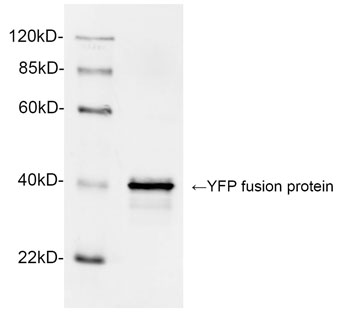 GFP Antibody - Western blot analysis of YFP fusion protein using 1 µg/ml Rabbit Anti-GFP Polyclonal Antibody The signal was developed with IRDye TM 800 Conjugated Goat Anti-Rabbit IgG. Predicted Size: 40 KD Observed Size: 40 KD