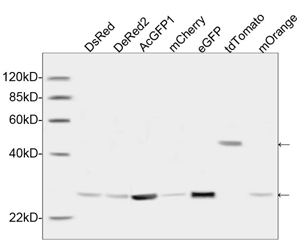 GFP Antibody - Specificity analysis of THE TM GFP Antibody, pAb, Rabbit by Western blot, using a variety of variants of GFP protein such as eGFP and AcGFP1, and a variety of variants of RFP protein such as DsRed, DeRed2, mCherry, tdTomato and mOrange. The signal was developed with IRDye TM 800 Conjugated Rabbit Anti-Rabbit IgG.