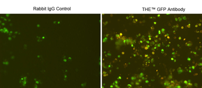 GFP Antibody - Immunocytochemistry/Immunofluorescence analysis of GFP fusion gene transfeced HEK293 cells using THE TM GFP Antibody, pAb, Rabbit and Rabbit IgG Control (Whole Molecule), Purified The signal was developed with R-PE conjugated Goat Anti-Rabbit IgG.
