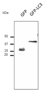 GFP Antibody - Western blot. Anti-GFP antibody at 1:1000 dilution. HEK293 transfected cell lysates at 50 ug per lane. Rabbit polyclonal to goat IgG (HRP) at 1:10000 dilution.