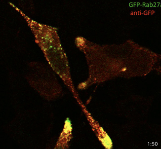GFP Antibody - Immunofluorescence. AtT20 transfected with GFP-Rab27a and immunostained with anti-GFP antibody.
