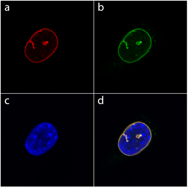GFP Antibody - a) Indirect immunofluorescent labeling of YFP-lamin A with GFP as primary antibody and detected by TRITC-conjugated goat-anti-rabbit as secondary antibody. b) Green fluorescence image of the YFP- labeled lamin A, which is incorporated into to nuclear lamina and tubular structures that penetrate into the nucleus. c) DAPI staining of nuclear DNA d) Merged images.