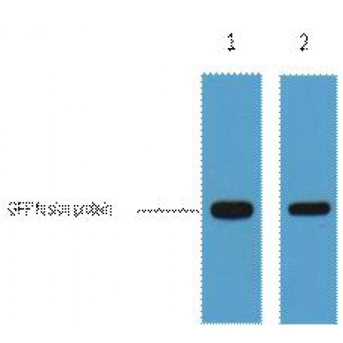 GFP Tag Antibody - Western blot of GFP-Tag antibody