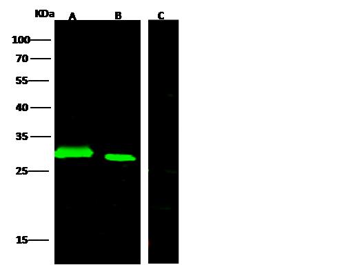 GFP Tag Antibody - Anti-GFP rabbit monoclonal antibody at 1:500 dilution. Lane A: GFP transfected E.coli lysate (5ug). Lane B: GFP transfected 293 Cell lysate (30ug). Lane C: Non-transfected 293 Cells lysate (30ug). Secondary: Goat Anti-Rabbit IgG H&L (Dylight800) at 1/10000 dilution. Developed using the Odyssey technique. Performed under reducing conditions. Predicted band size: 27 kDa. Observed band size: 27 kDa.